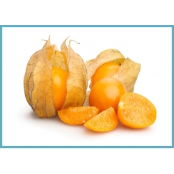 PHYSALIS